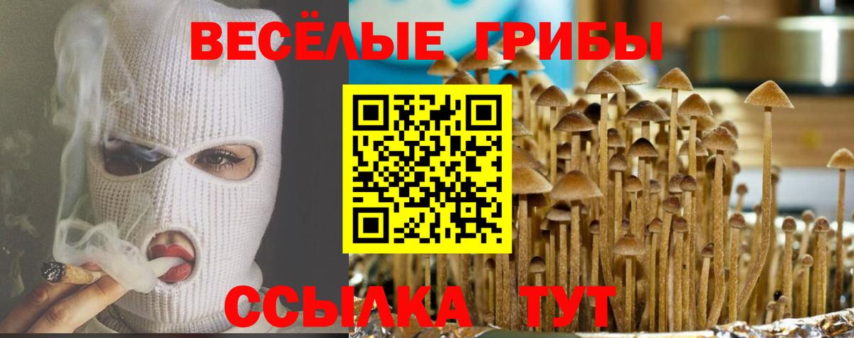 Галлюциногенные грибы Psilocybe Барнаул